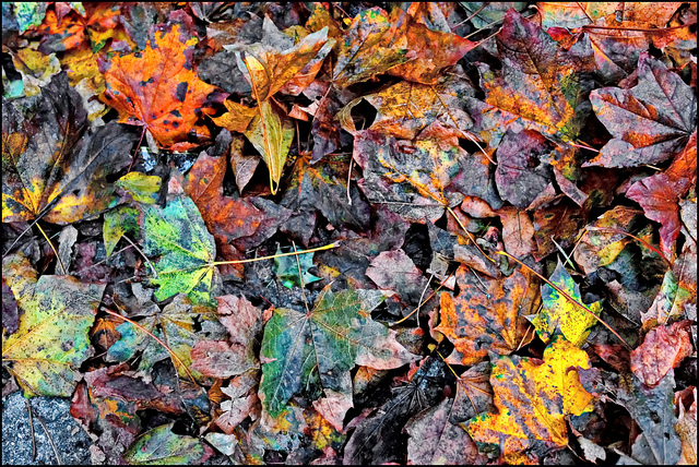 Fall Maintenance Tasks: Tips and Tricks 